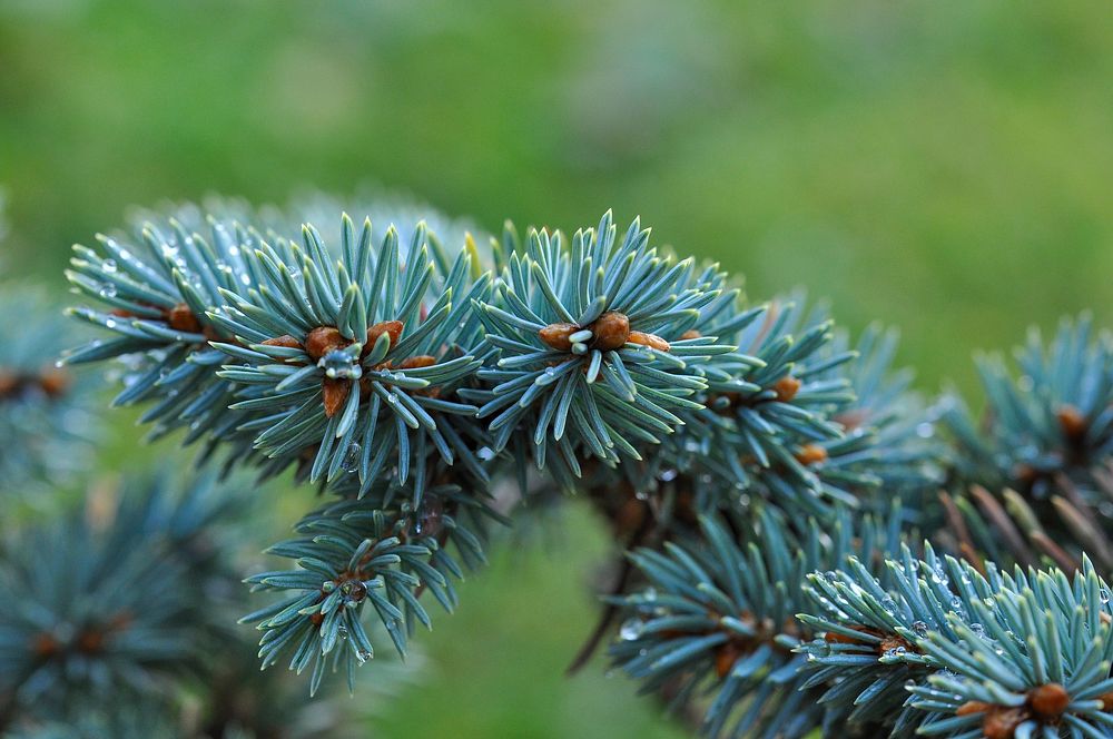 Free pine leaf image, public domain plant CC0 photo.