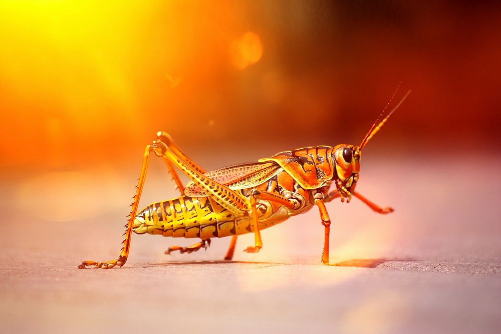 Free close up yellow grasshopper image, public domain animal CC0 photo.