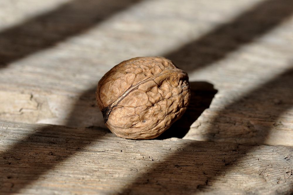 Free walnut in shell photo, public domain CC0 image.