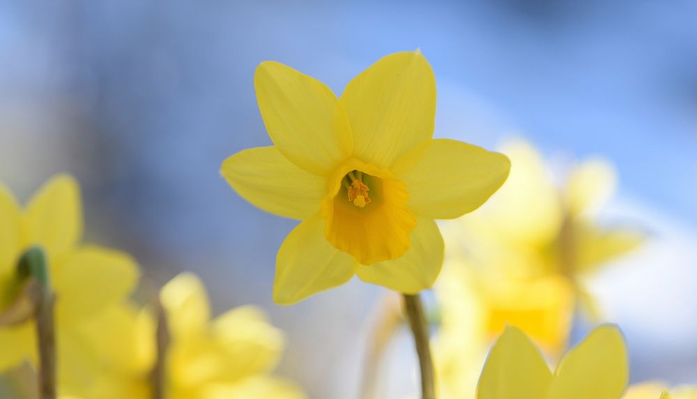 Free yellow daffodil image, public domain flower CC0 photo.