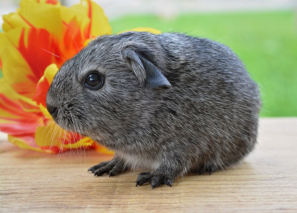 Free guinea pig in nature background portrait photo, public domain animal CC0 image.