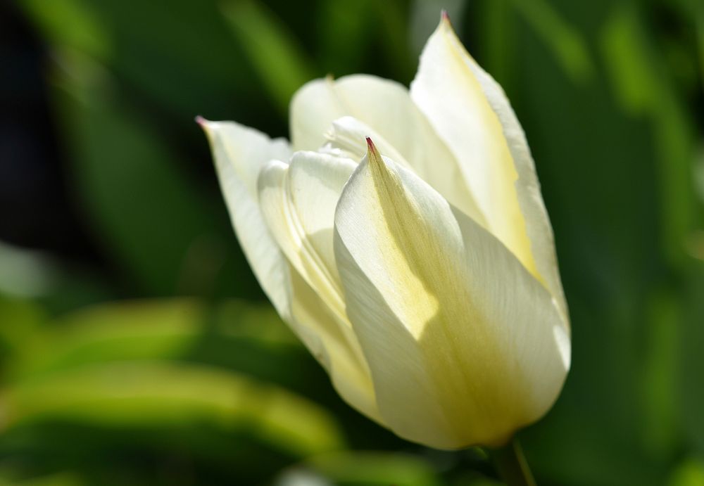Free white tulip image, public domain flower CC0 photo.