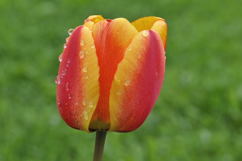Free orange tulip image, public domain flower CC0 photo.
