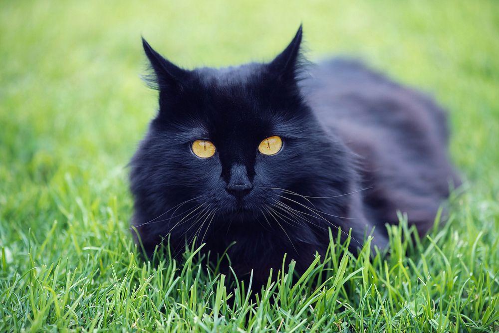 Free black persian cat image, public domain CC0 photo.