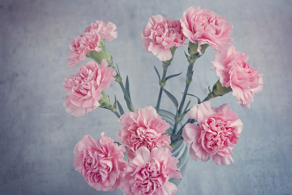 Free pink carnations background image, public domain flower CC0 photo.