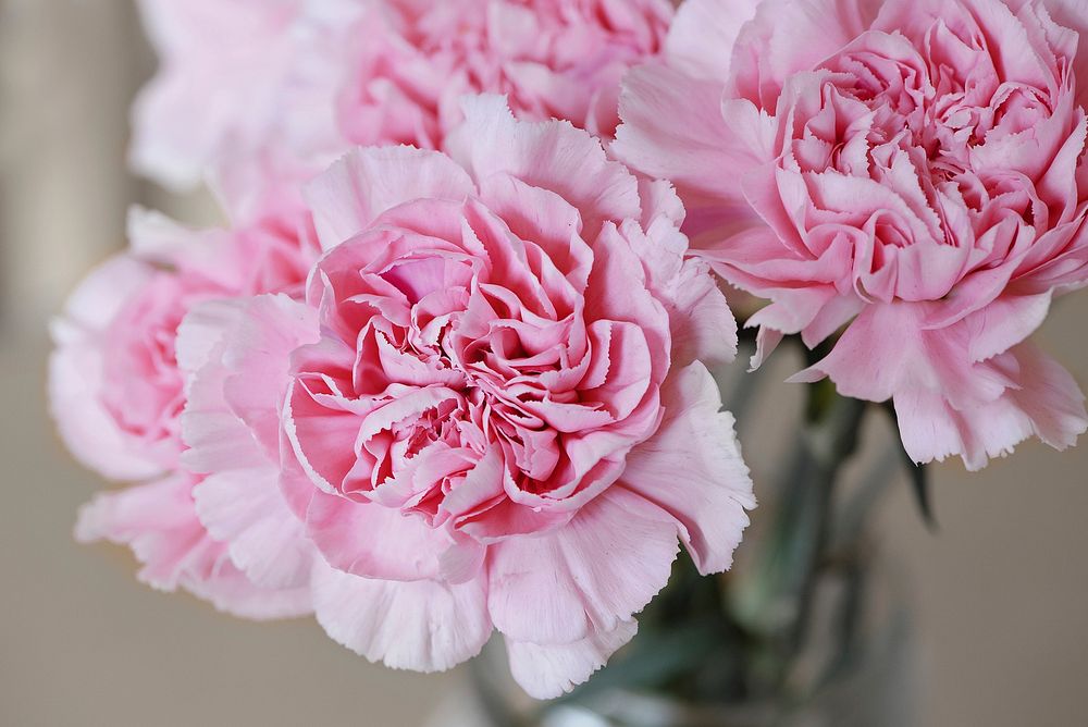 Free pink carnations image, public domain flower CC0 photo.
