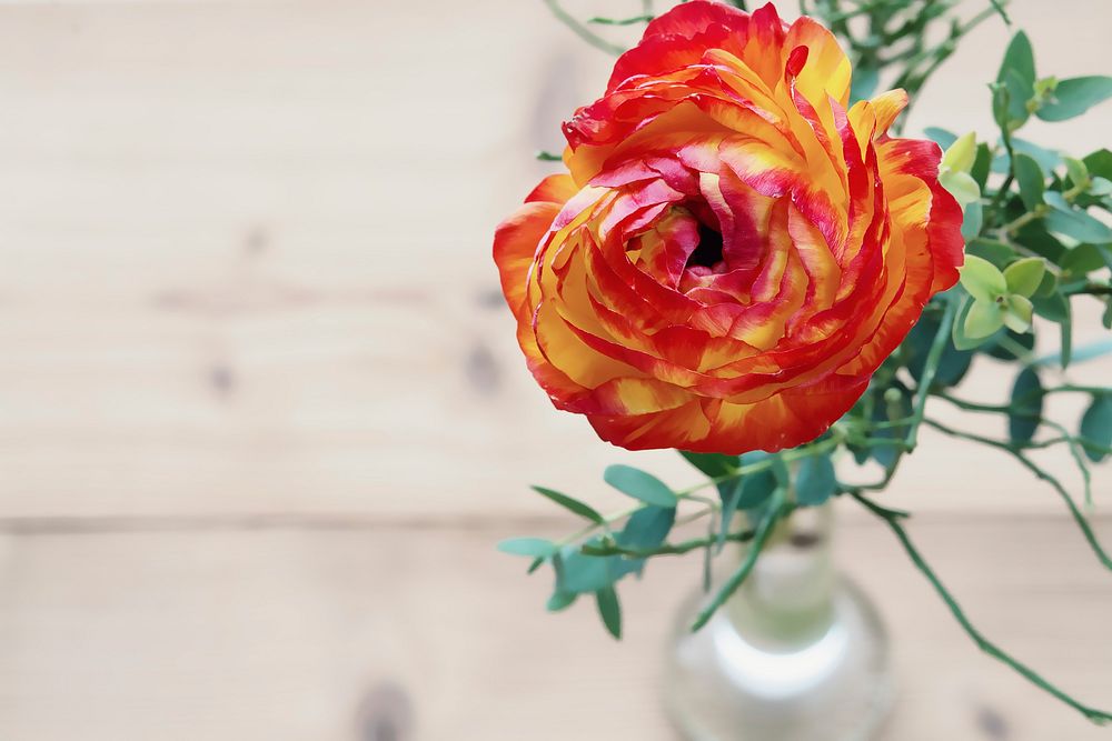 Free orange ranunculus image, public domain flower CC0 photo.