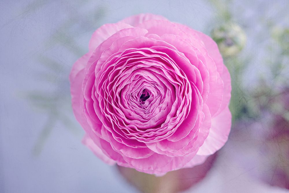 Free pink ranunculus image, public domain flower CC0 photo.