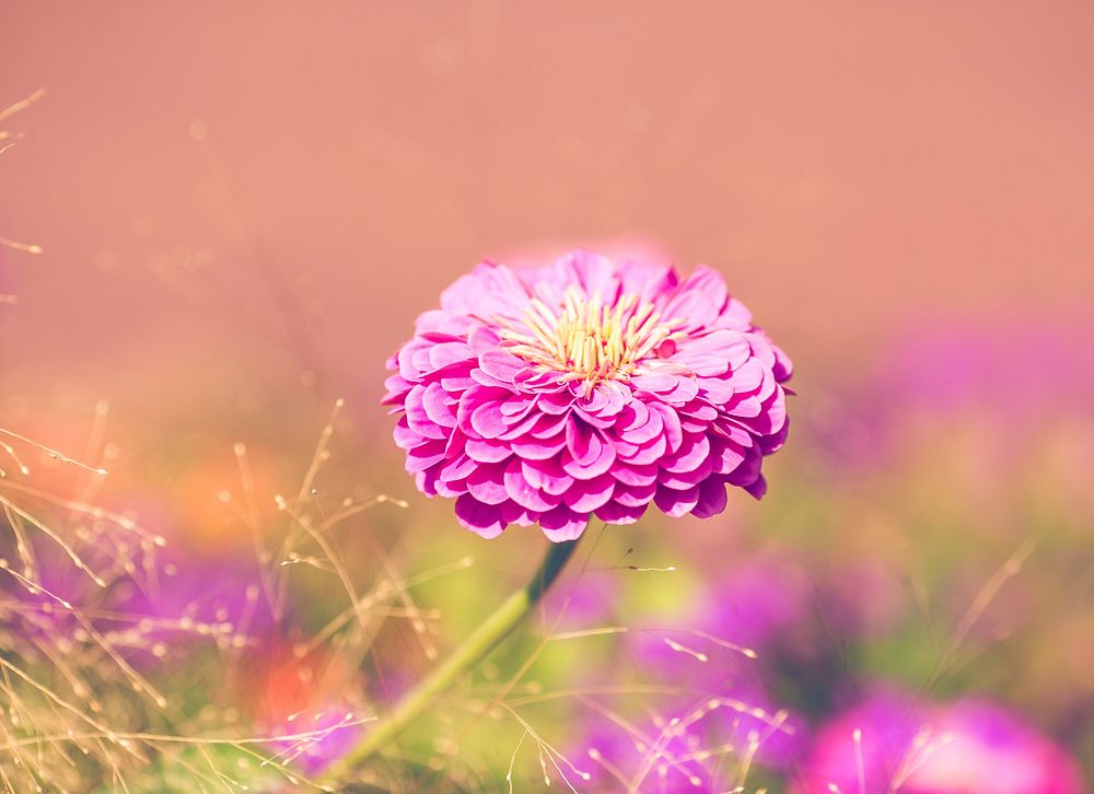 Free pink zinnia image, public domain flower CC0 photo.