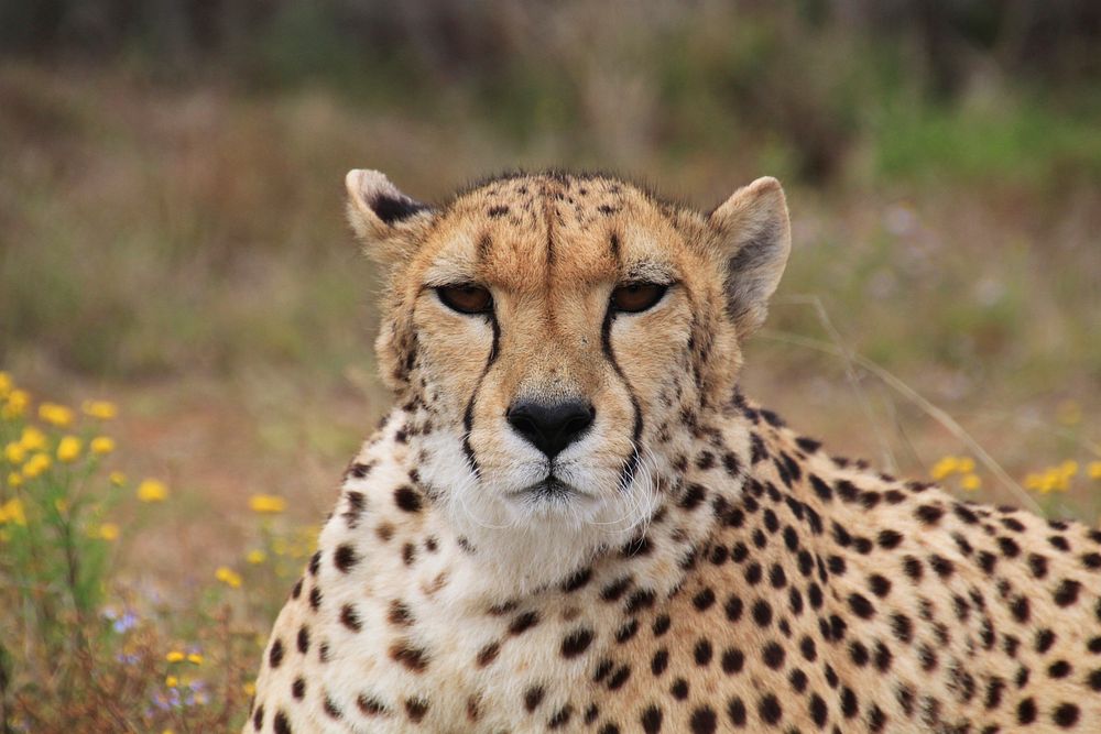 Free cheetah image, public domain wild animal CC0 photo.