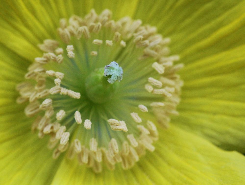 Free flower macro image, public domain spring CC0 photo.