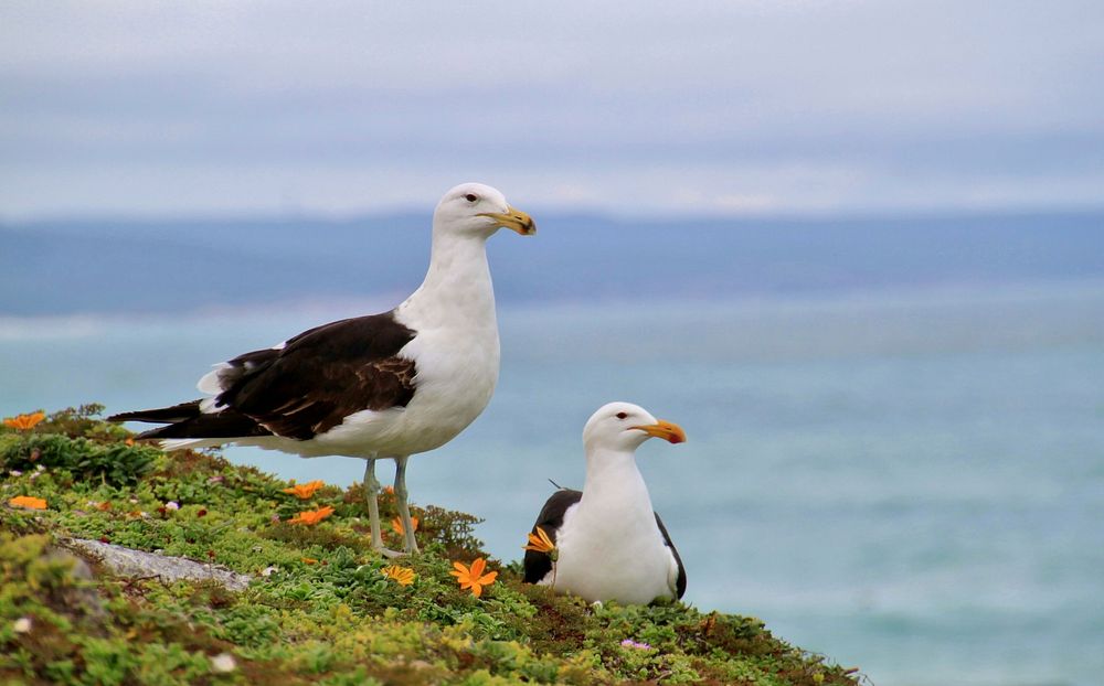 Free close up couple of seagulls with sea background image, public domain animal CC0 photo.