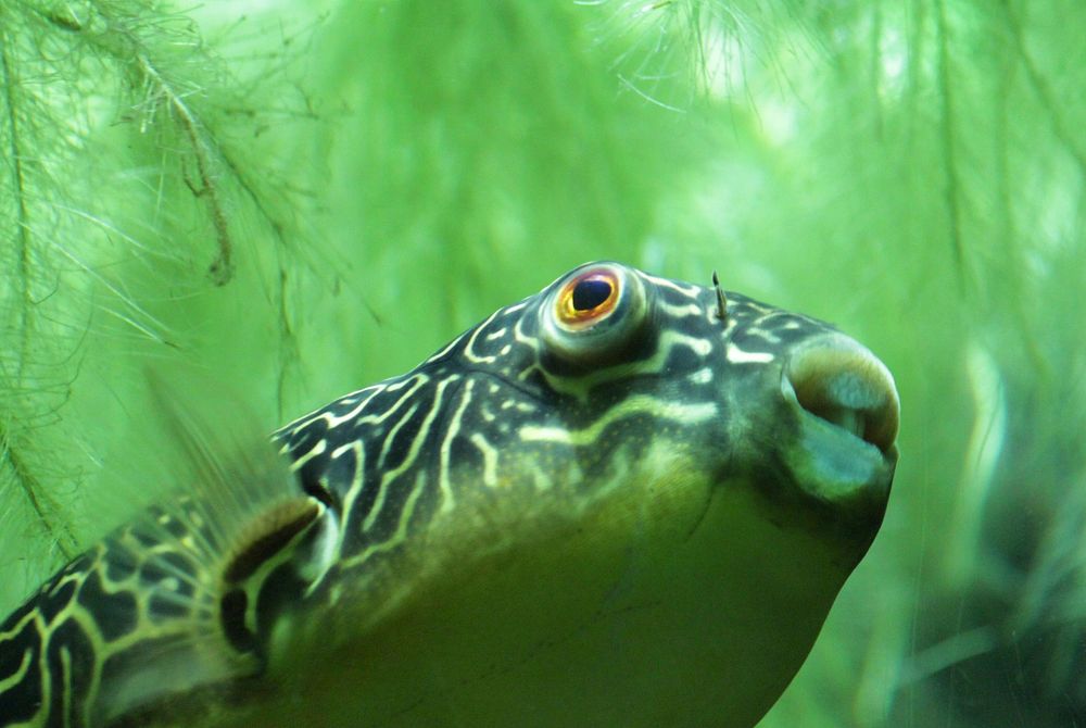 Free blowfish image, public domain animal CC0 photo.