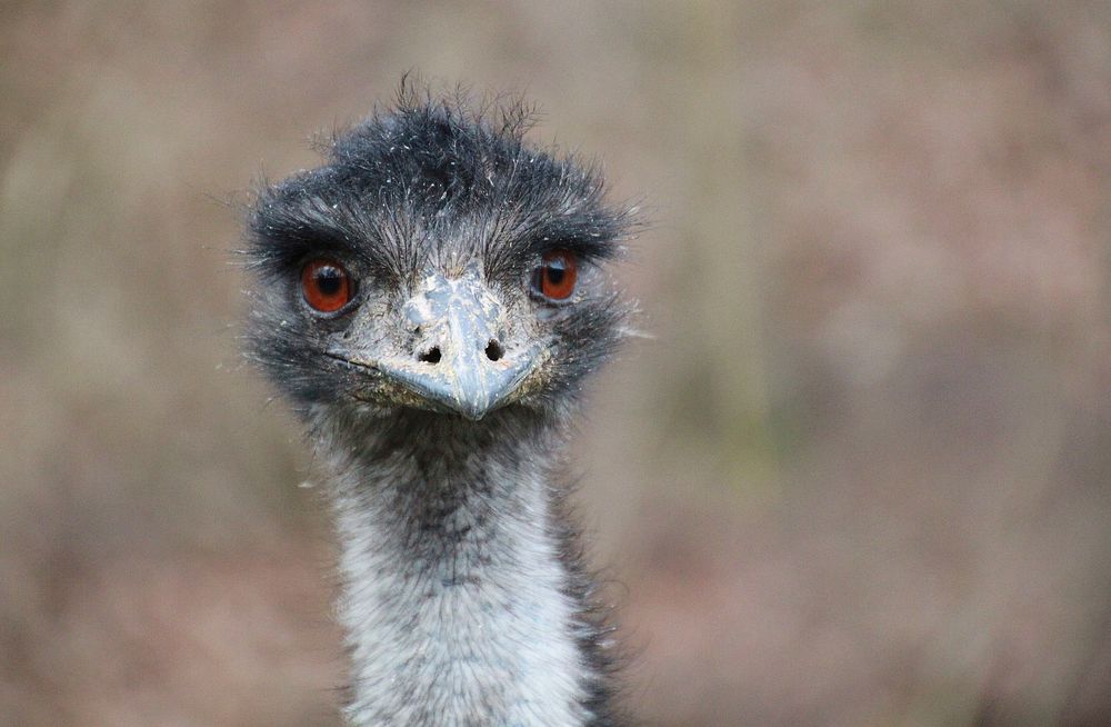 Free ostrich head image, public domain animal CC0 photo.