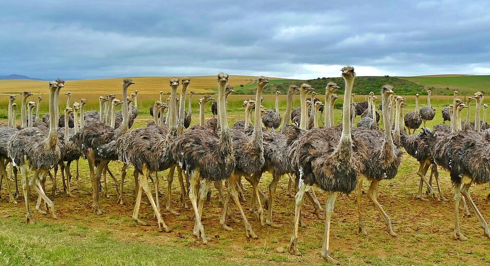 Free group of ostrich in the field image, public domain animal CC0 photo.