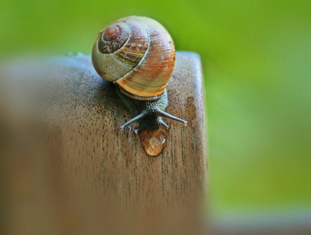 Free snail crawling on wooden surface image, public domain animal CC0 photo.