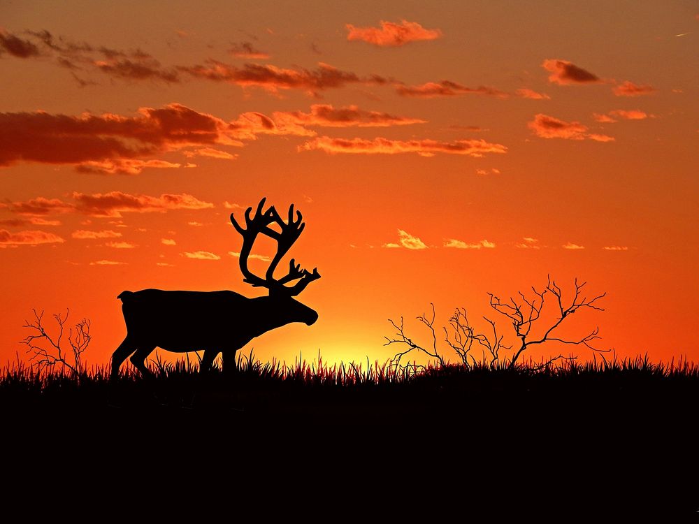 Free elk with big horns in meadow during sunset photo, public domain animal CC0 image.
