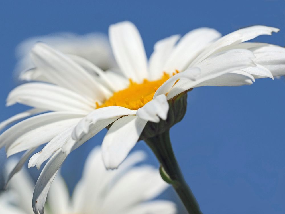 Free white daisy image, public domain flower CC0 photo.