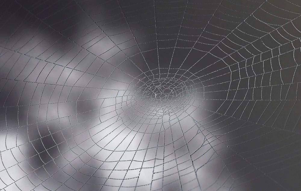 Free spiderweb image, public domain grey background CC0 photo.