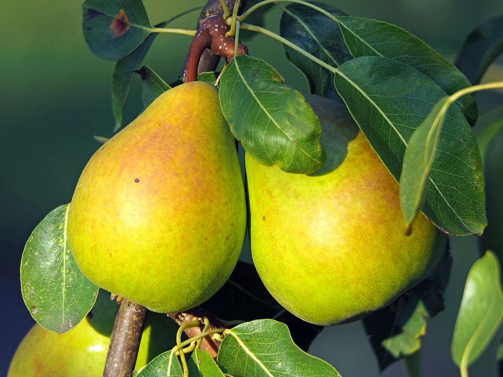 Free pear image, public domain fruit CC0 photo.