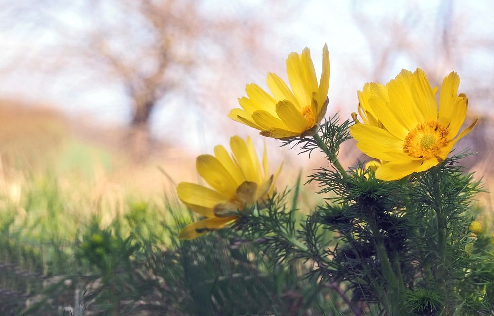 Free yellow daisy image, public domain flower CC0 photo.