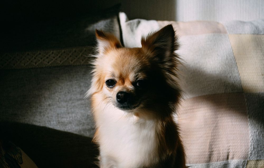 Free Chihuahua image, public domain pet CC0 photo.