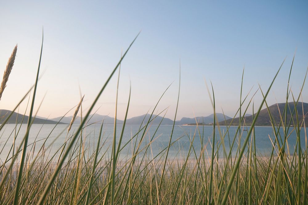 Free beautiful beach view behind tall grass image, public domain CC0 photo.