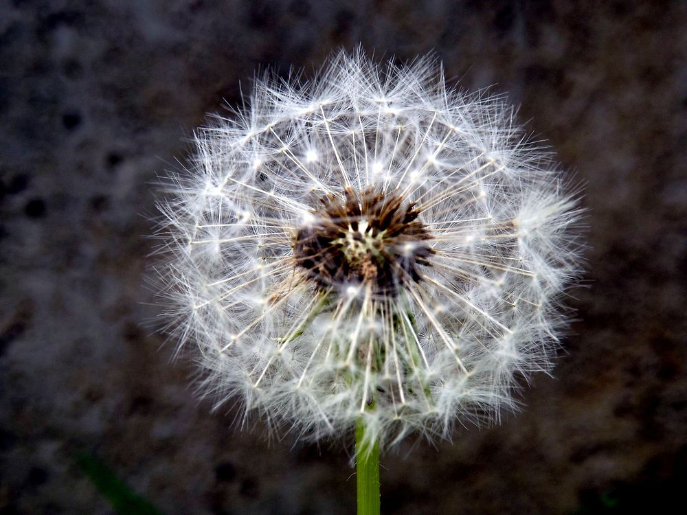 Free dandelion image, public domain flower CC0 photo.