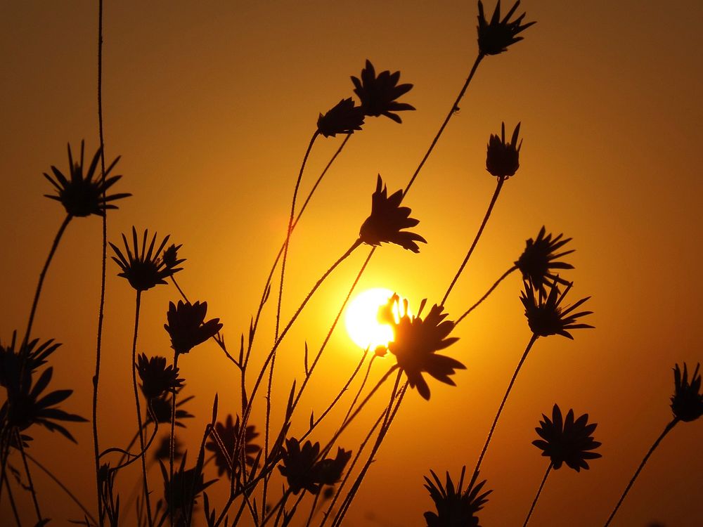 Free grass flowers at sunset image, public domain plant CC0 photo.