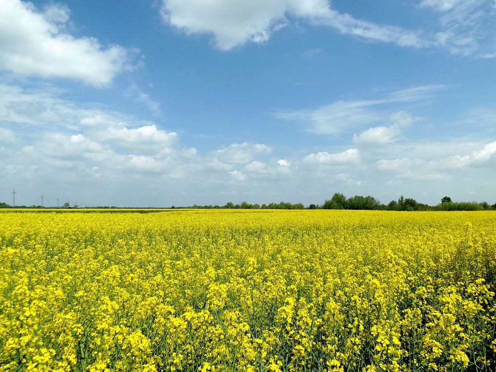 Free field of yellow flowers image, public domain landscape CC0 photo.