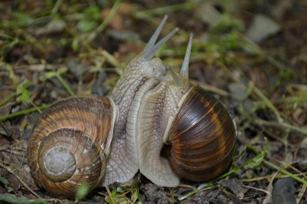 Free snail on ground closeup photo, public domain animal CC0 photo.