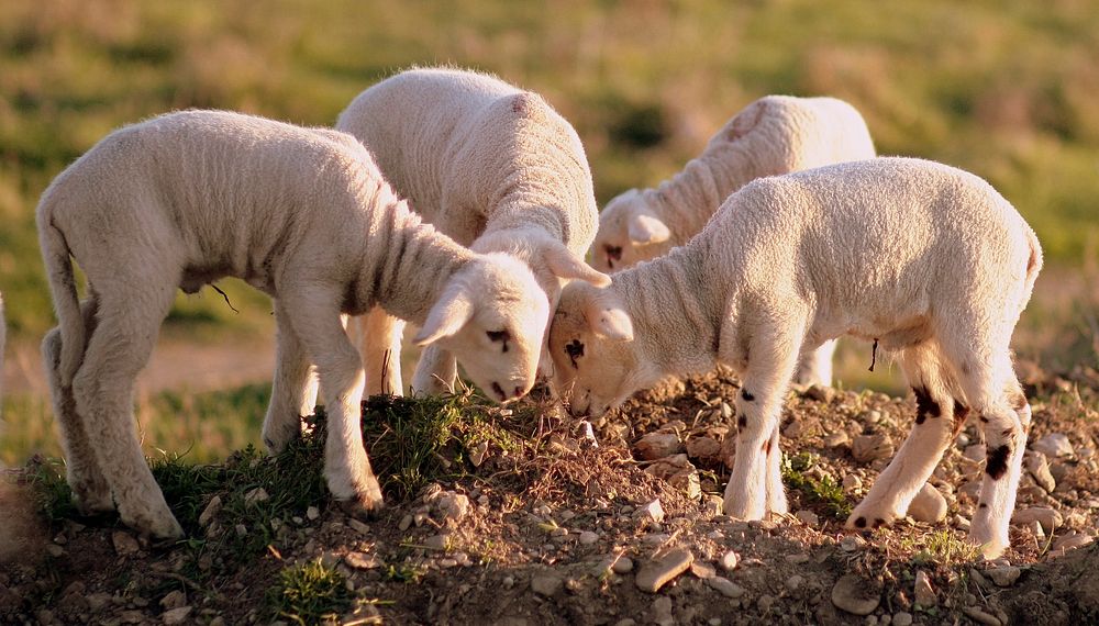 Free lambs image, public domain animal CC0 photo.