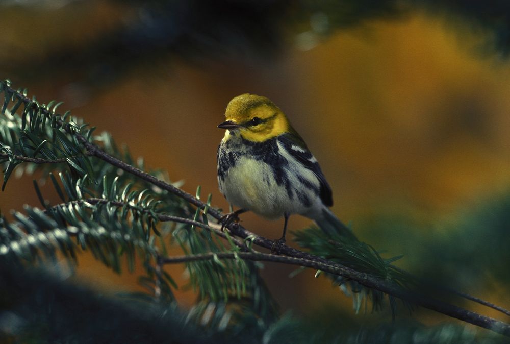 Free close up eurasian jay bird image, public domain animal CC0 photo.