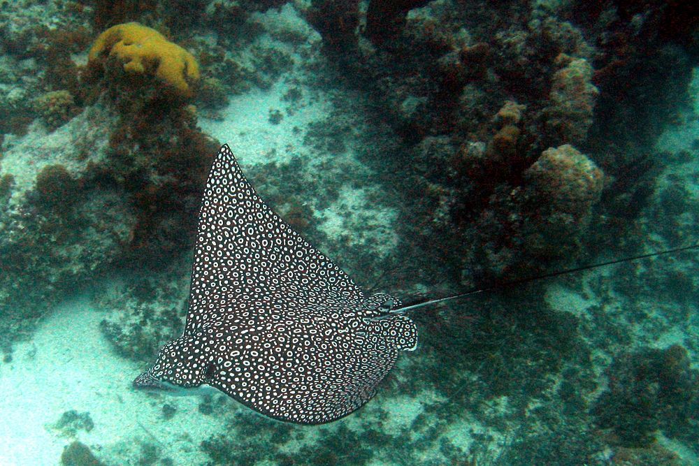 Free spotted stingray image, public domain animal CC0 photo