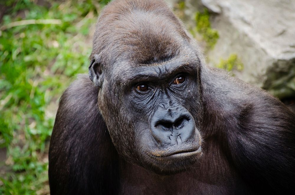 Free gorilla image, public domain animal CC0 photo.
