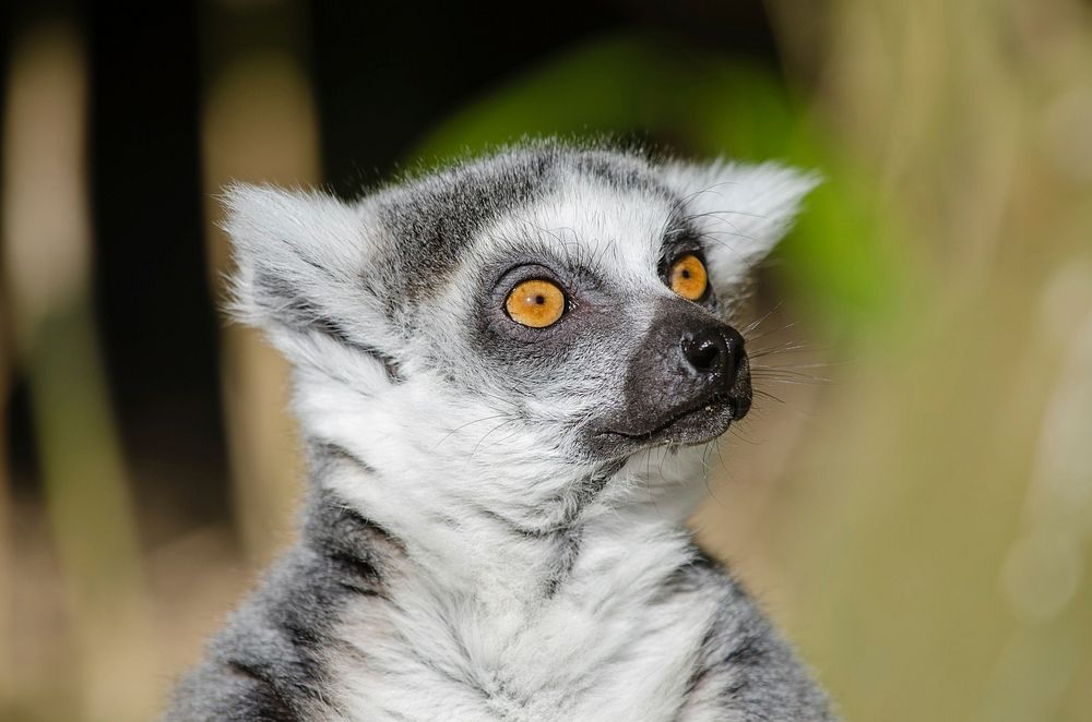 Free closeup on ring-tailed lemur image, public domain animal CC0 photo.