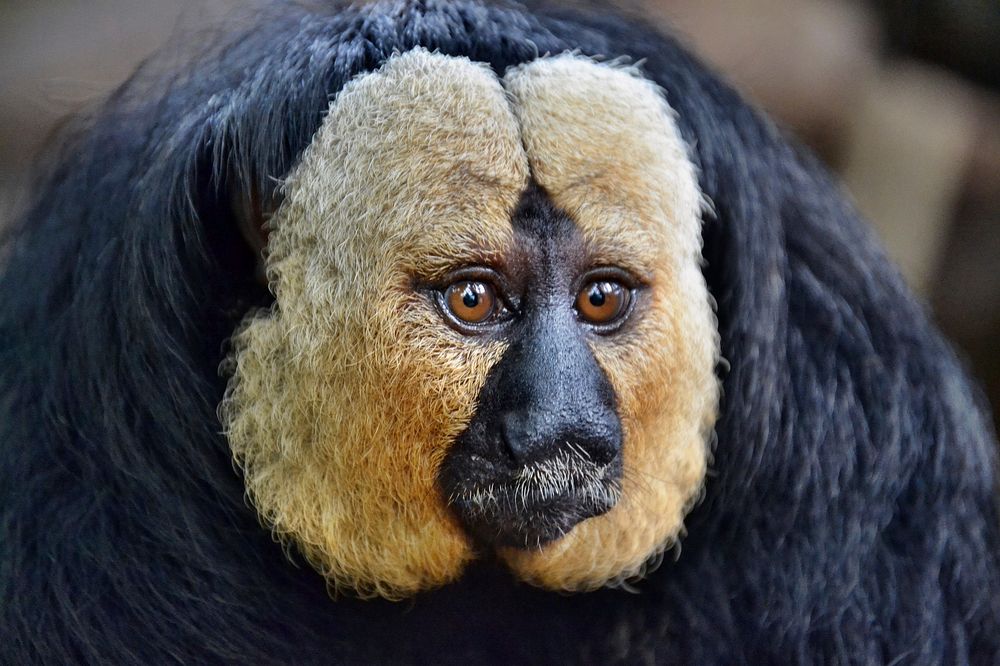 Free closeup on saki monkey photo, public domain animal CC0 image.
