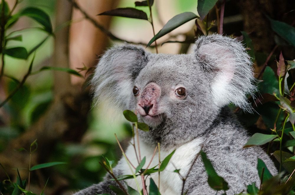 Free koala image, public domain animal CC0 photo.