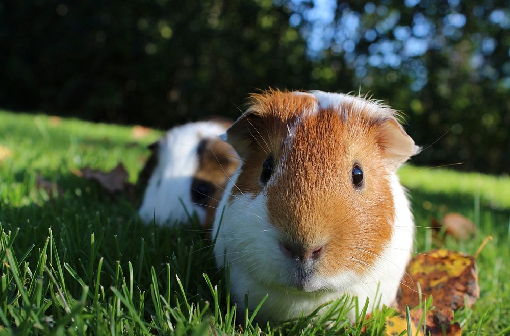 Free guinea pig image, public domain pet CC0 photo.