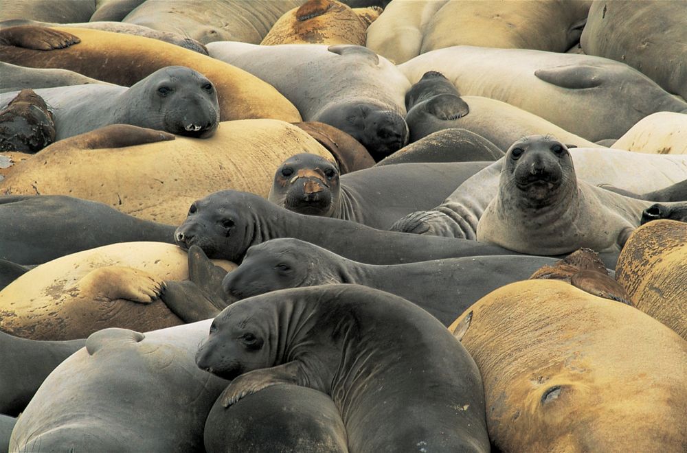 Free elephant seal image, public domain wild animal CC0 photo.
