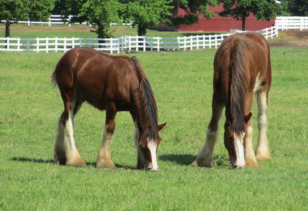 Free Clydesdale horses grazing on meadow image, public domain animal CC0 photo.