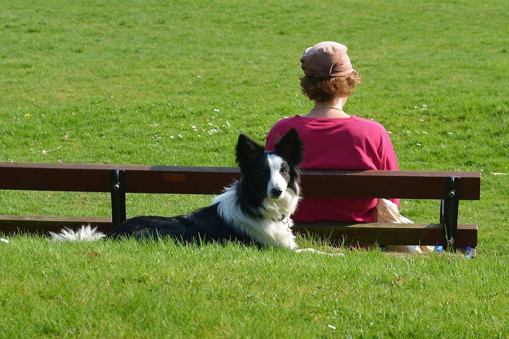Free dog sitting behind a bench in the park image, public domain animal CC0 photo.