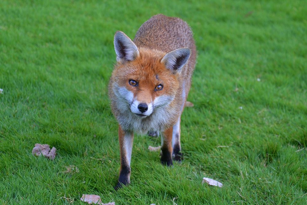 Free fox on green field image, public domain animal CC0 photo.