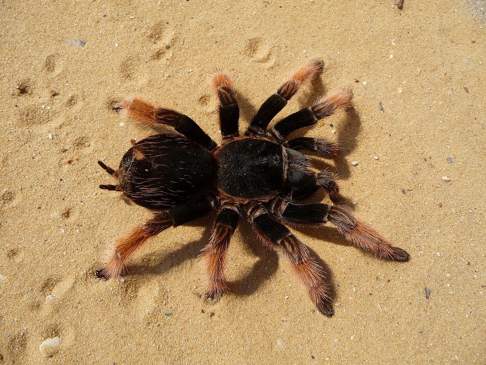 Free tarantula on sand image, public domain animal CC0 photo.
