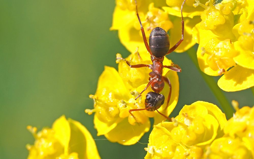 Free flower & insect close up image, public domain nature CC0 photo.