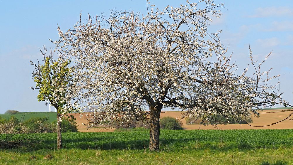 Free appler trees image, public domain spring CC0 photo.