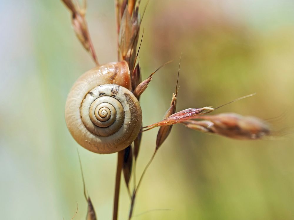 Free snail on wheat image, public domain CC0 photo.