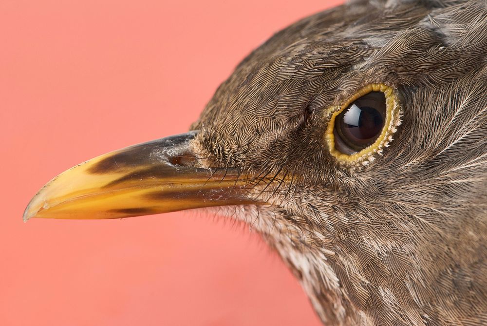 Free close up finch face image, public domain animal CC0 photo.