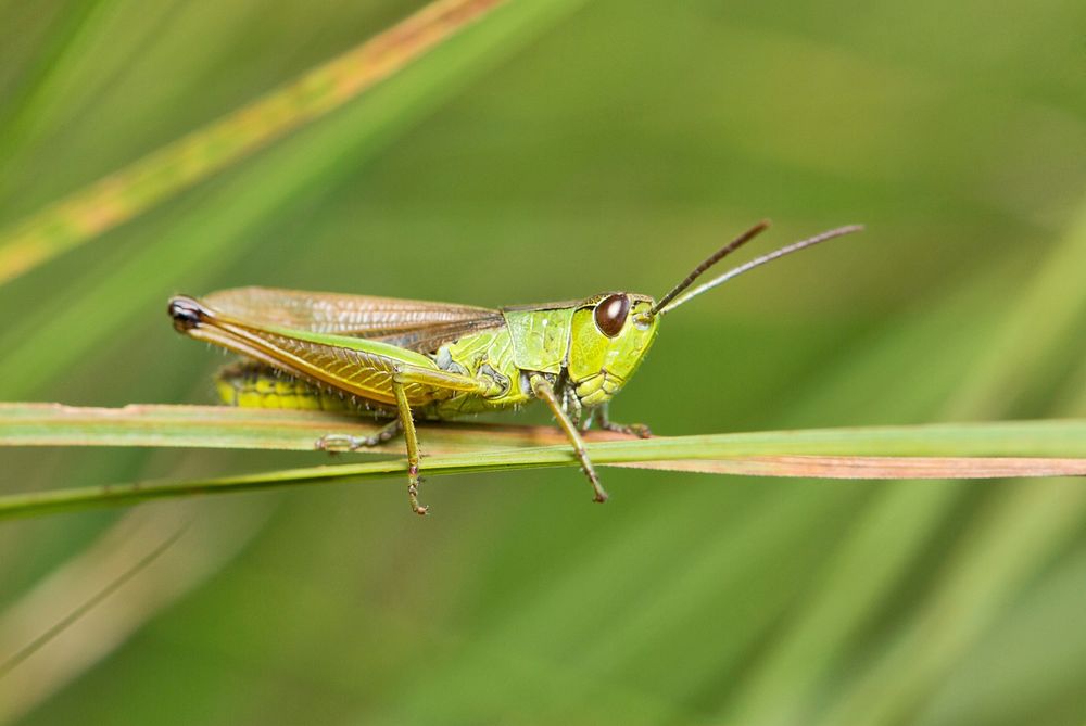 Free grasshopper image, public domain insect CC0 photo.