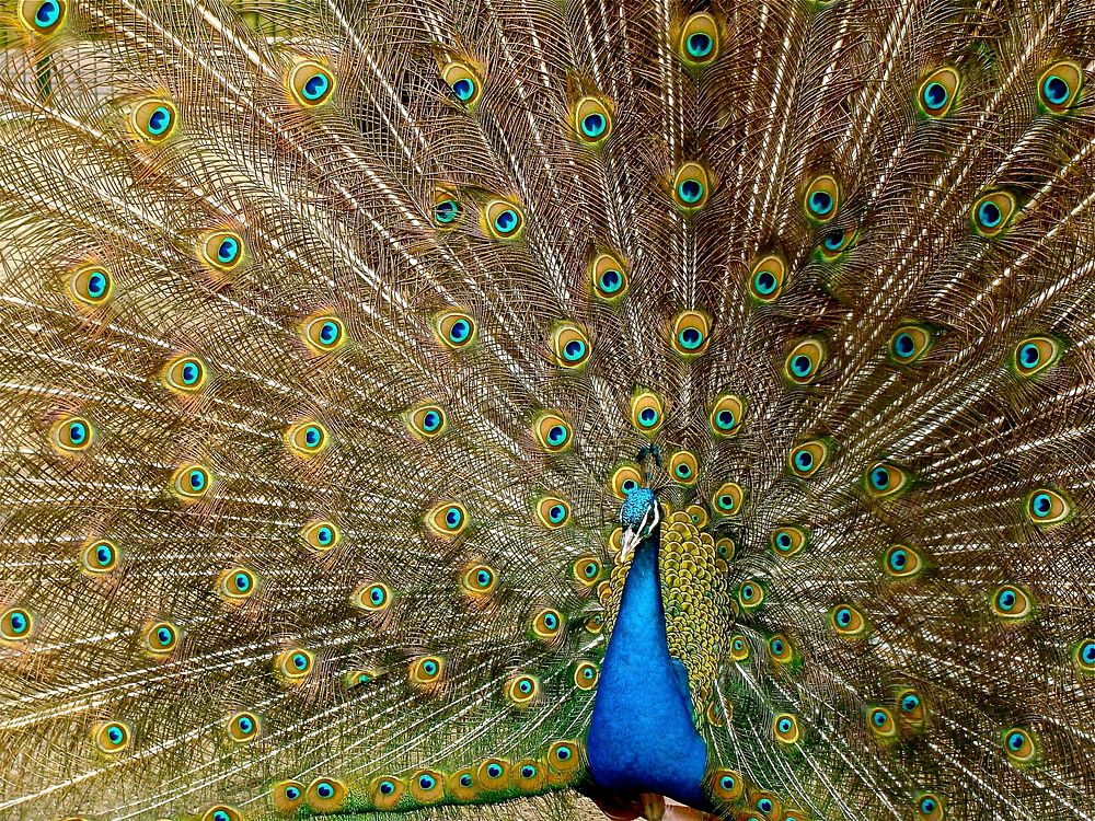 Free close up peacock image, public domain animal CC0 photo.